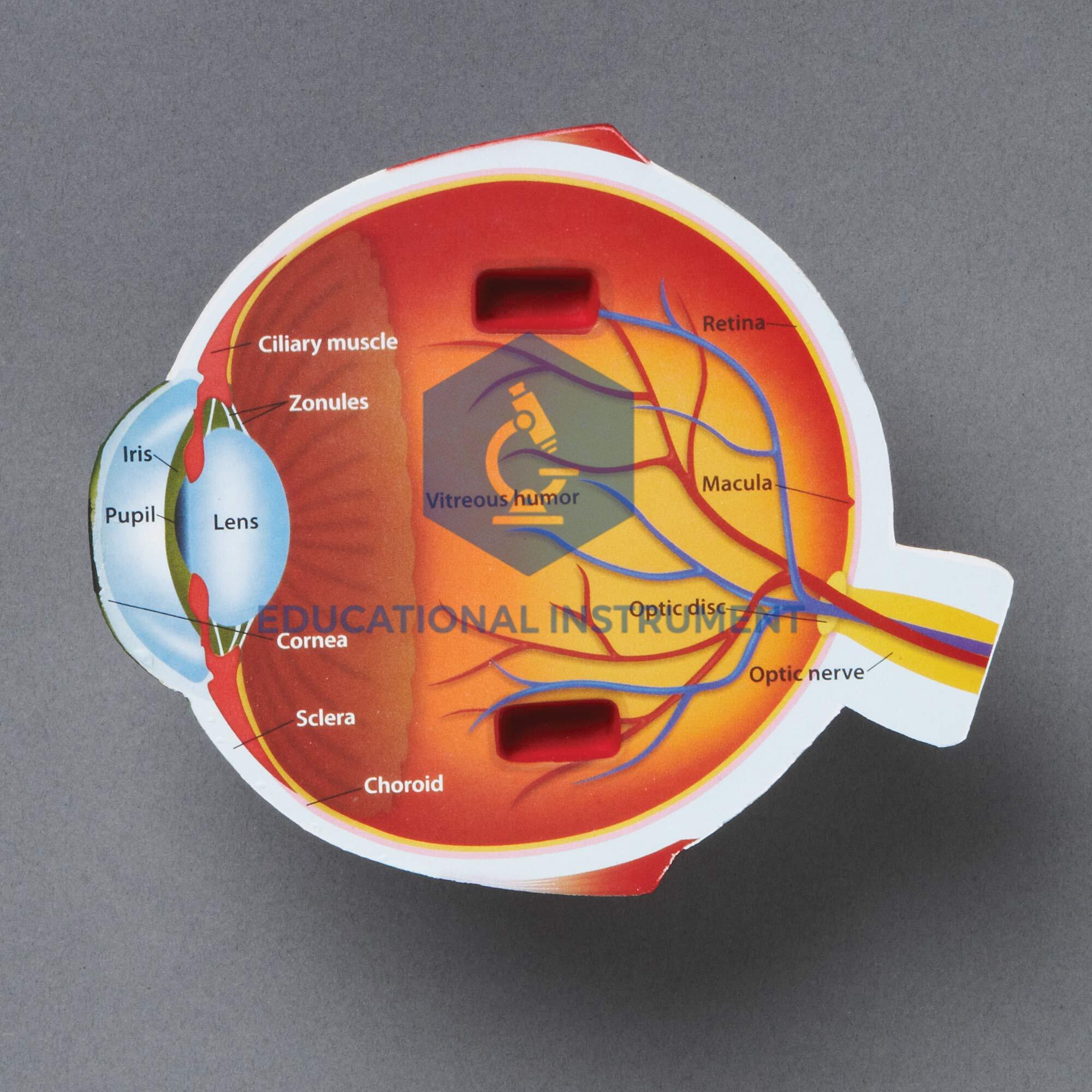 Human Eye Model